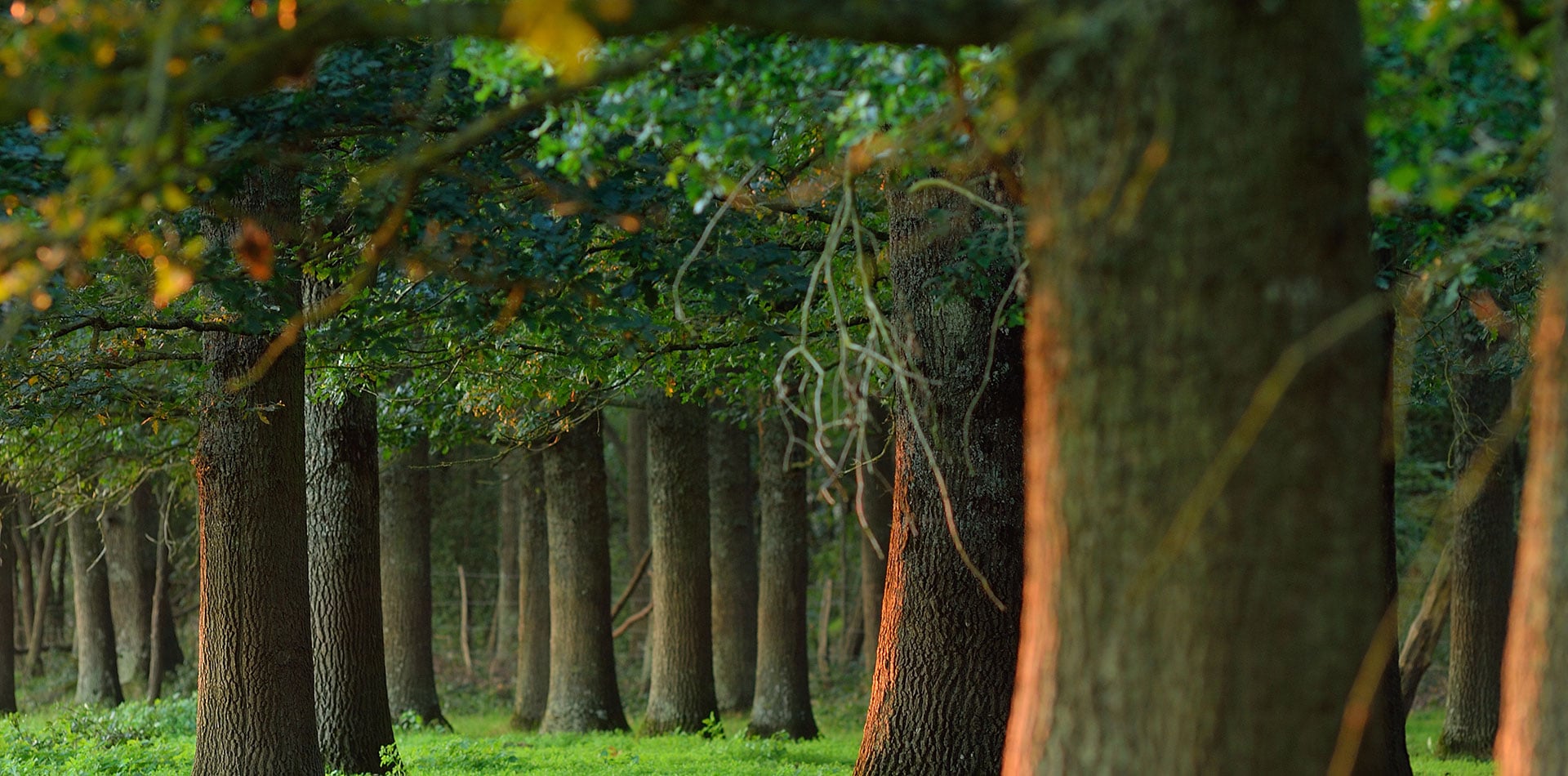 Chênes dans la forêt d'Orléans © B.Quintard